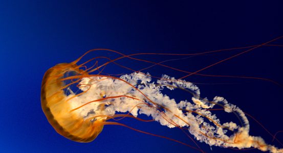 el blog de saul jurado 